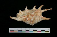 藏品(蜘蛛螺)的圖片